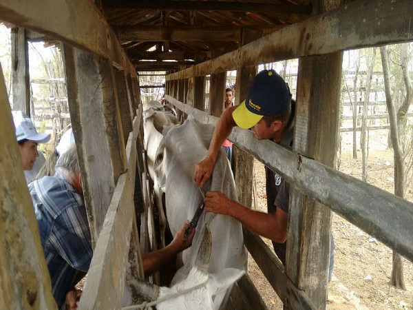 PREFEITURA REALIZA AÇÃO DE VACINAÇÃO CONTRA AFTOSA. Foto: Nilson Herculano